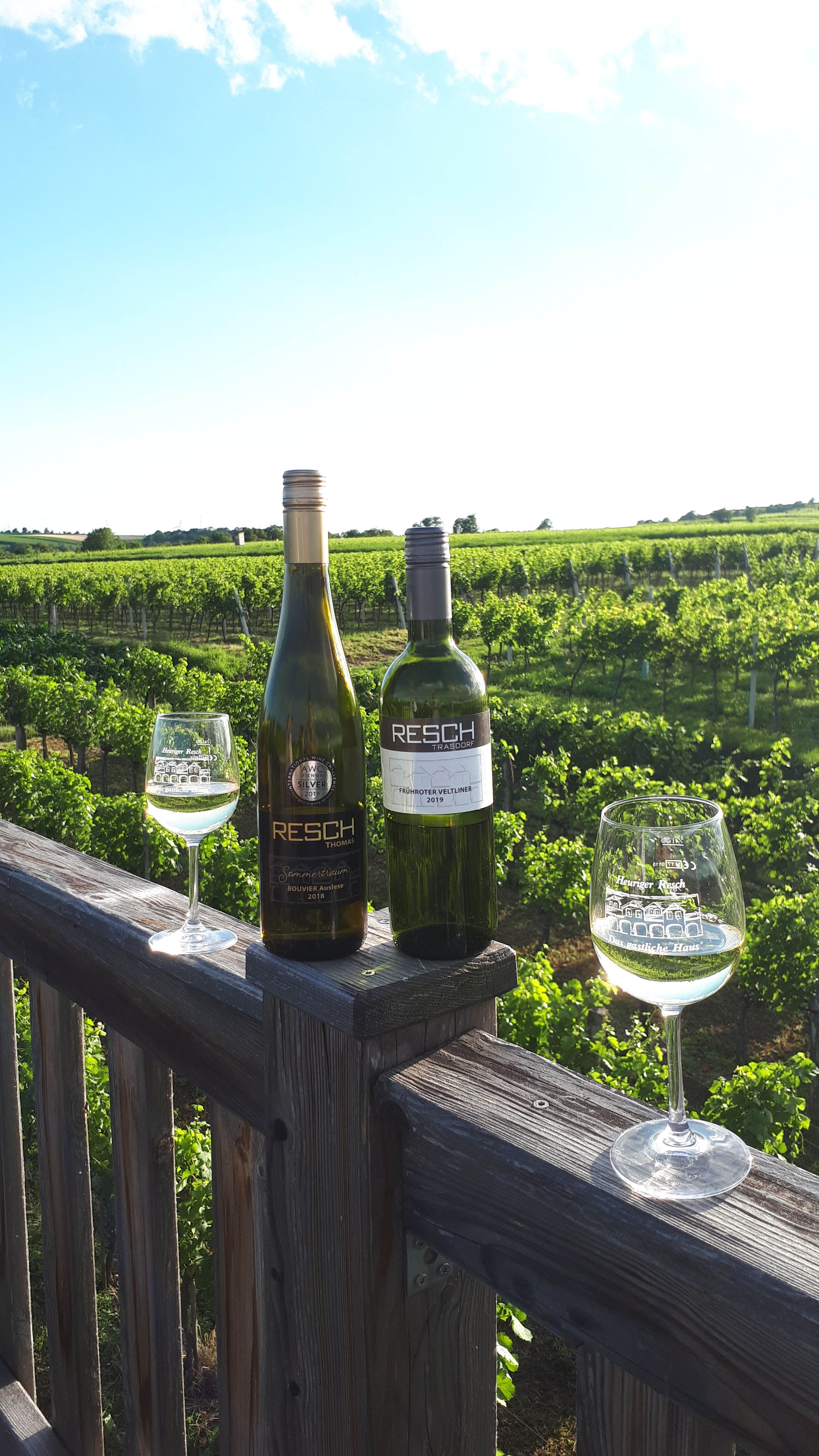 Dvě láhve vína a dvě sklenice na dřevěném plotě před vinicí.