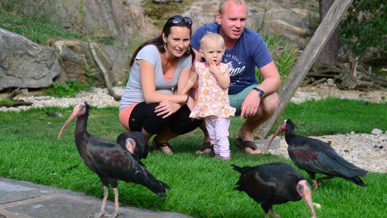 Northern Bald Ibis aviary, © Waldrapp Voliere