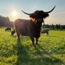 our highland cattle, © Göllitzhof