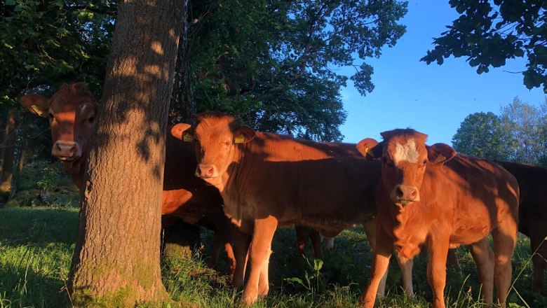 Dobytek, &copy; WANDLHOF