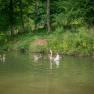 Martin and his friends, © Einkehrhof Poggau