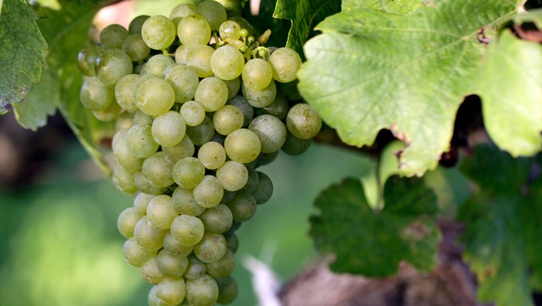 Rebstock mit Traube (c) Weinviertel Tourismus _ Christine Wurnig, &copy; Weinviertel Tourismus / Christine Wurnig