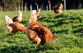 Organic Eierhof Holzbauer - Happy chickens, © Sooo gut schmeckt die Bucklige Welt/ Viktoria Kornfeld