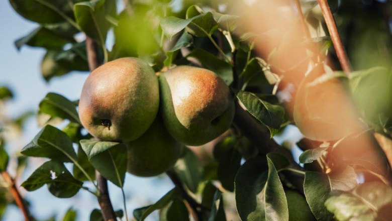 Ovocn&aacute;řsk&aacute; farma Altenriederer, &copy; Monika Jungwirth, Karma & Pitch