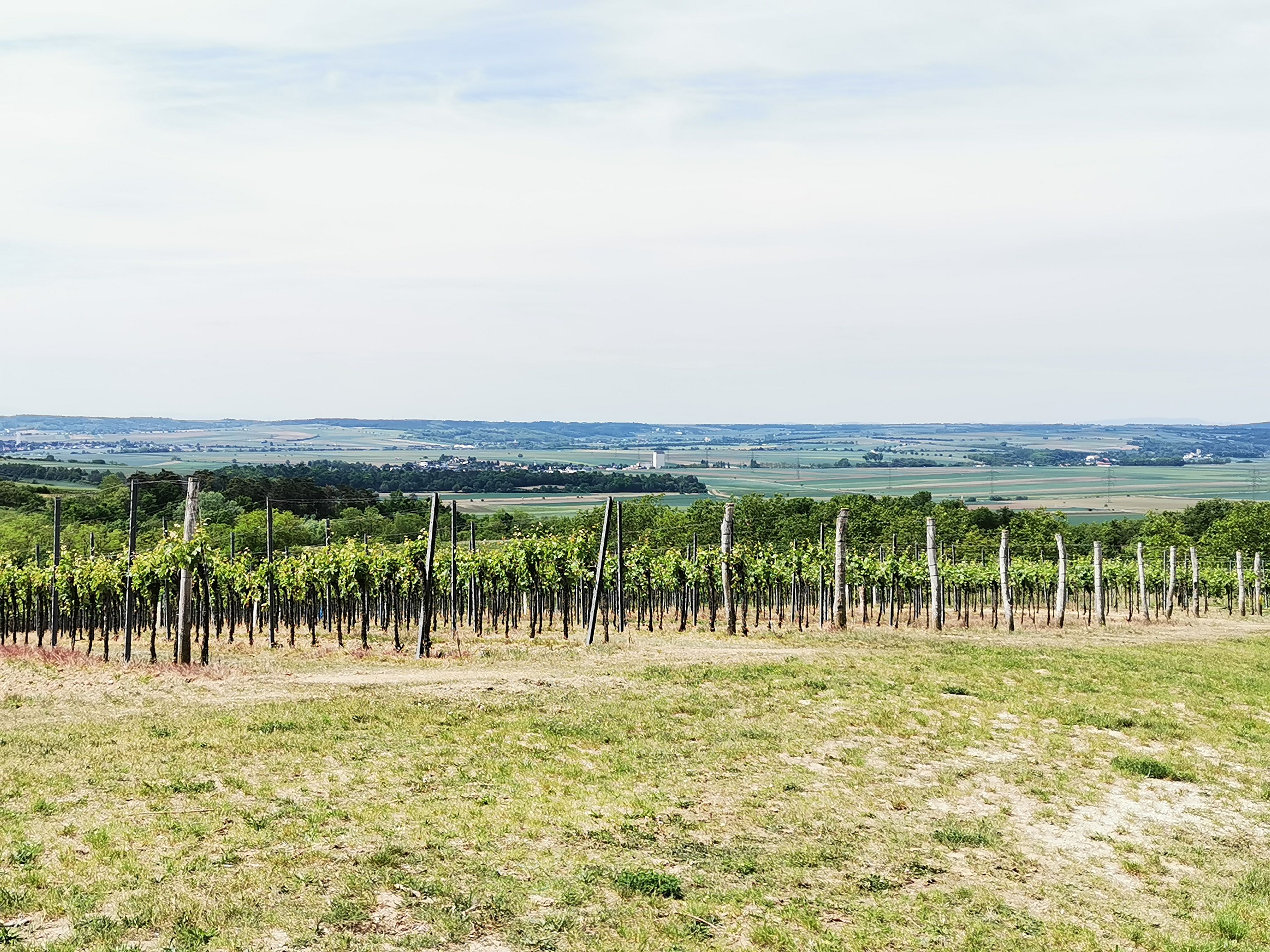 Vinice ve Weinviertelu s krásným výhledem do krajiny.