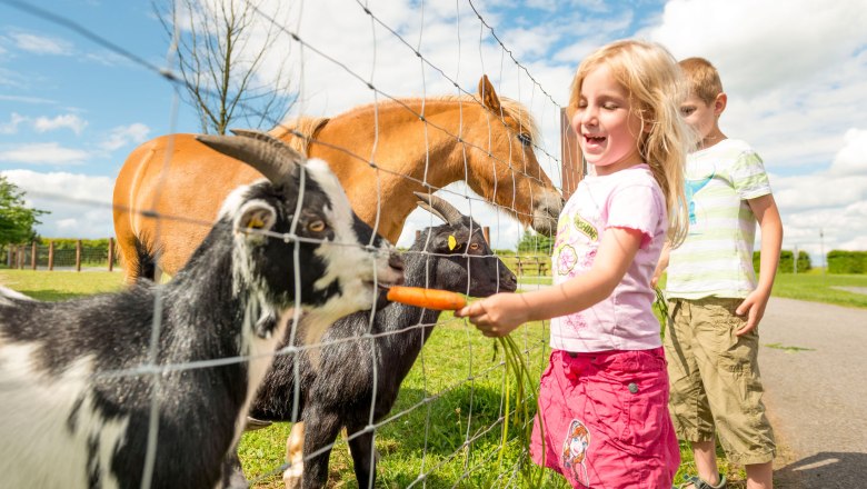 Petting zoo, © Waldviertel Tourismus, Studio Kerschbaum