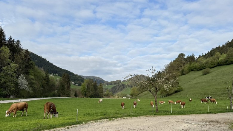Cows at the Sunnseit'n organic farm, © Mostviertel Tourismus