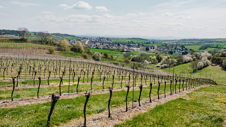Vinice v údolí Zaya s výhledem na vesnici a zelené kopce v pozadí.
