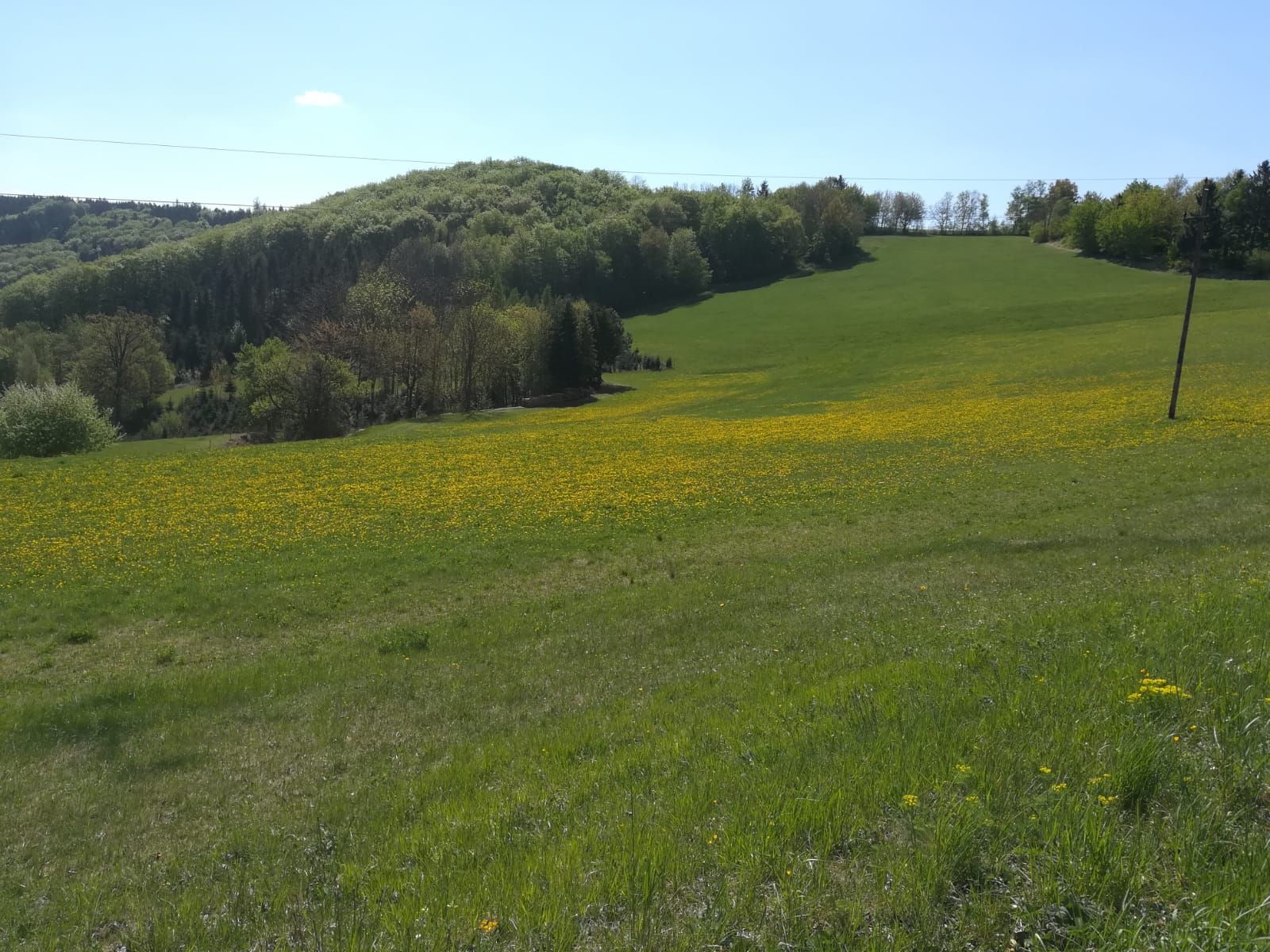 Zelená louka se žlutými květy před zalesněným kopcem pod modrou oblohou.