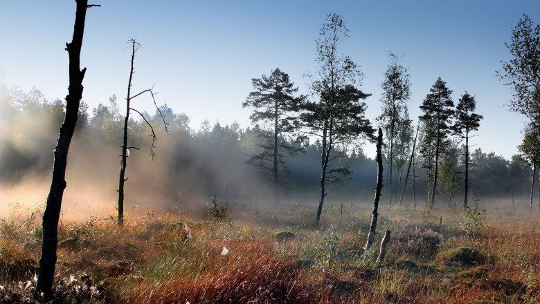 Nebelstimmung im Heidenreichsteiner Moor, © Wolfgang Dolak