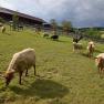 Ovce na farmě Esperanza, &copy; Mag.a Martina Kotzina, Esperanza- Zentrum f&uuml;r tierunterst&uuml;tzte P&auml;dagogik