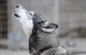 Husky Ronja, © Huskyhof Waldviertel