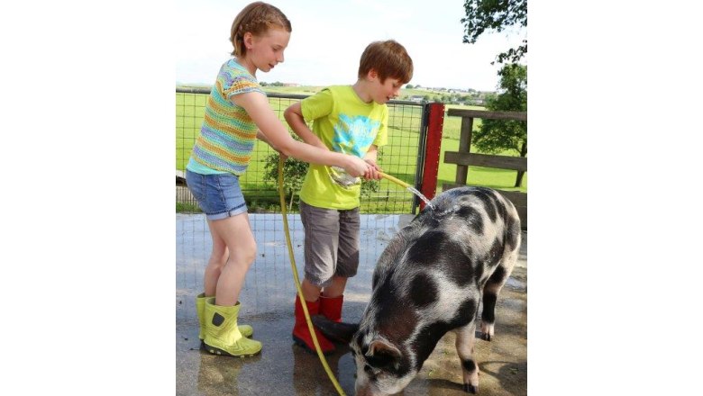 kerndlerhof_pig_black_royal, © Schwarz-König