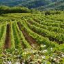 wachau vineyards, © Kowalski