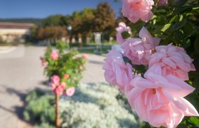 Baden Rosarium, © Rainer Mirau