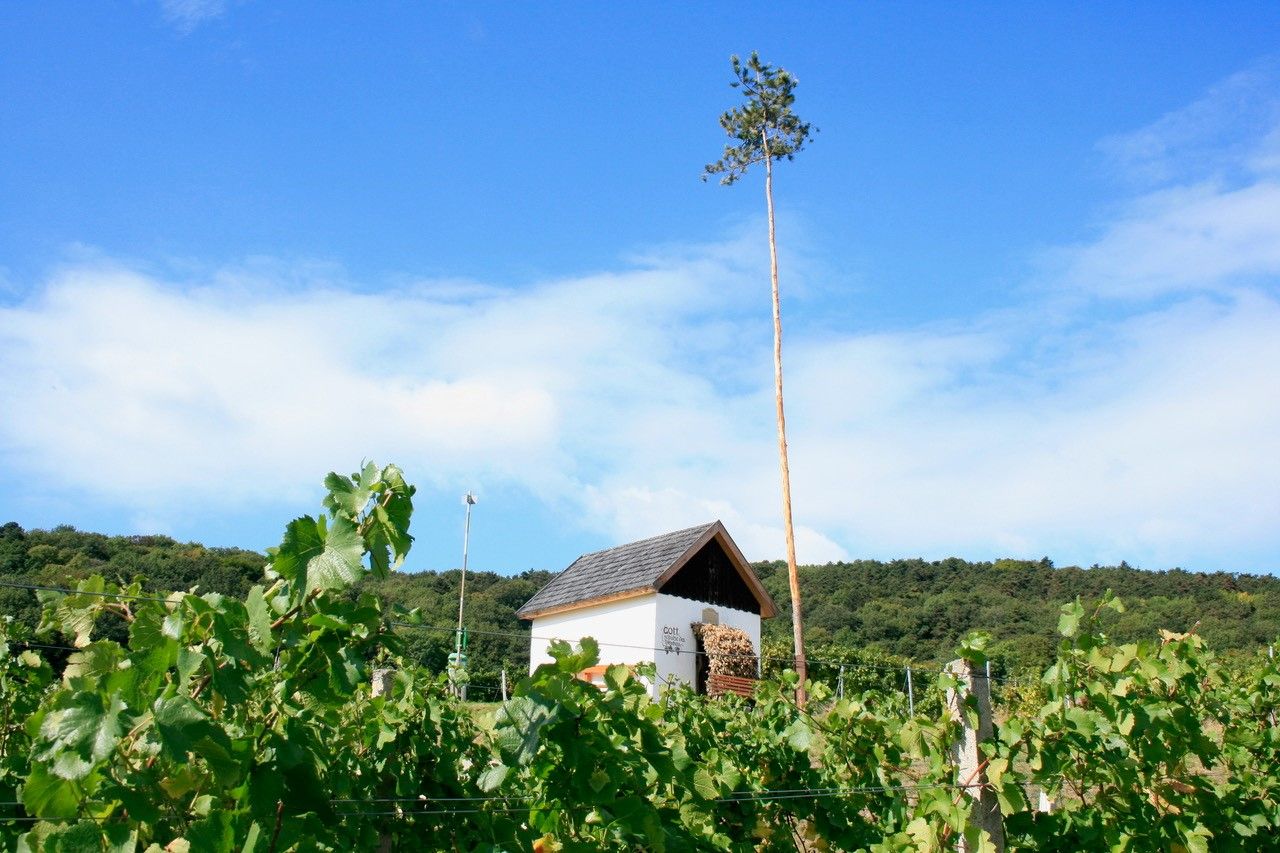 Heuriger & Viticulture Zechmeister