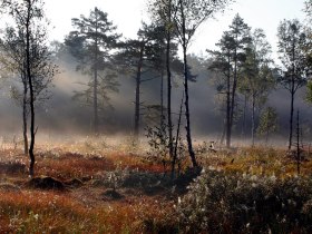 Morgenstimmung im Naturpark Heidenreichsteiner Moor, &copy; Wolfgang Dolak