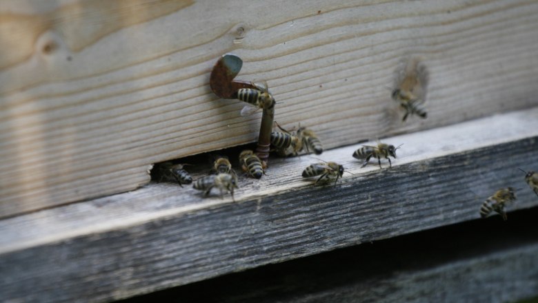 Bees, © Haselhof