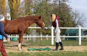 Disco Cavallo, &copy; Disco Cavallo