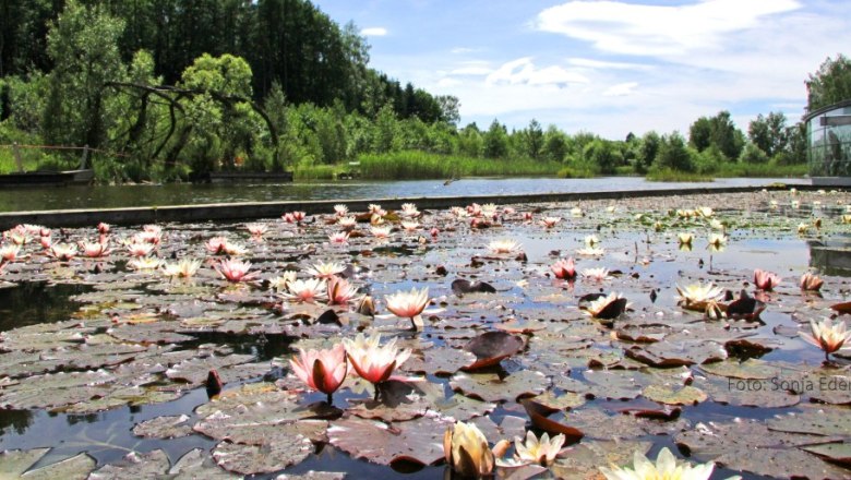 Water lilies in the water garden, © Sonja Eder