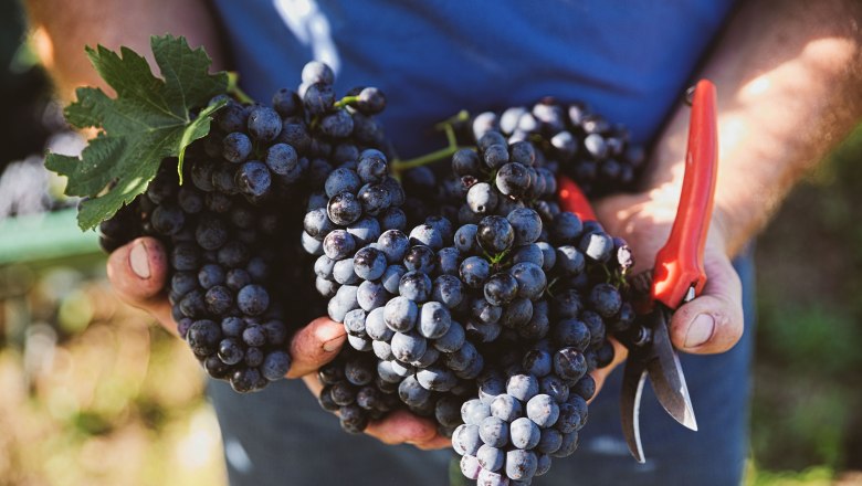 Winegrower's work, © Christoph Wurst