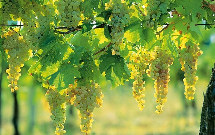 Vineyards, © pröglhöf