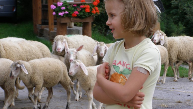 Kolik ovcí čeká na pohlazení, © Althammerhof