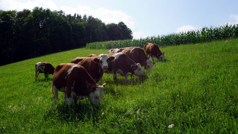 The cows in the pasture, © Jennifer Massatsch