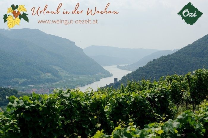 Panoramatický výhled na Wachau s vinicemi a Dunajem v pozadí.