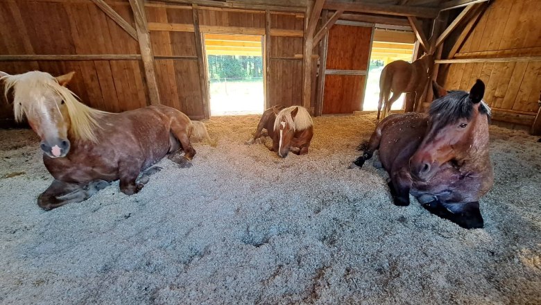 Horses, &copy; Birgit Libal