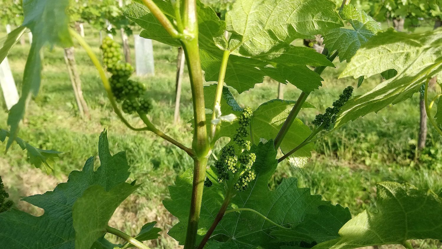 Vinice