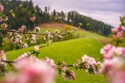 Jaro v regionu Buckelige Welt, © Wiener Alpen/Luckerbauer - Flotoanker