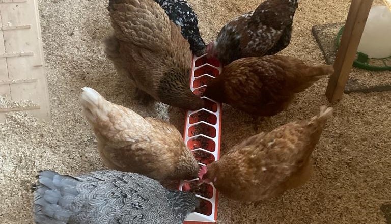 Chickens, © Friedlhof