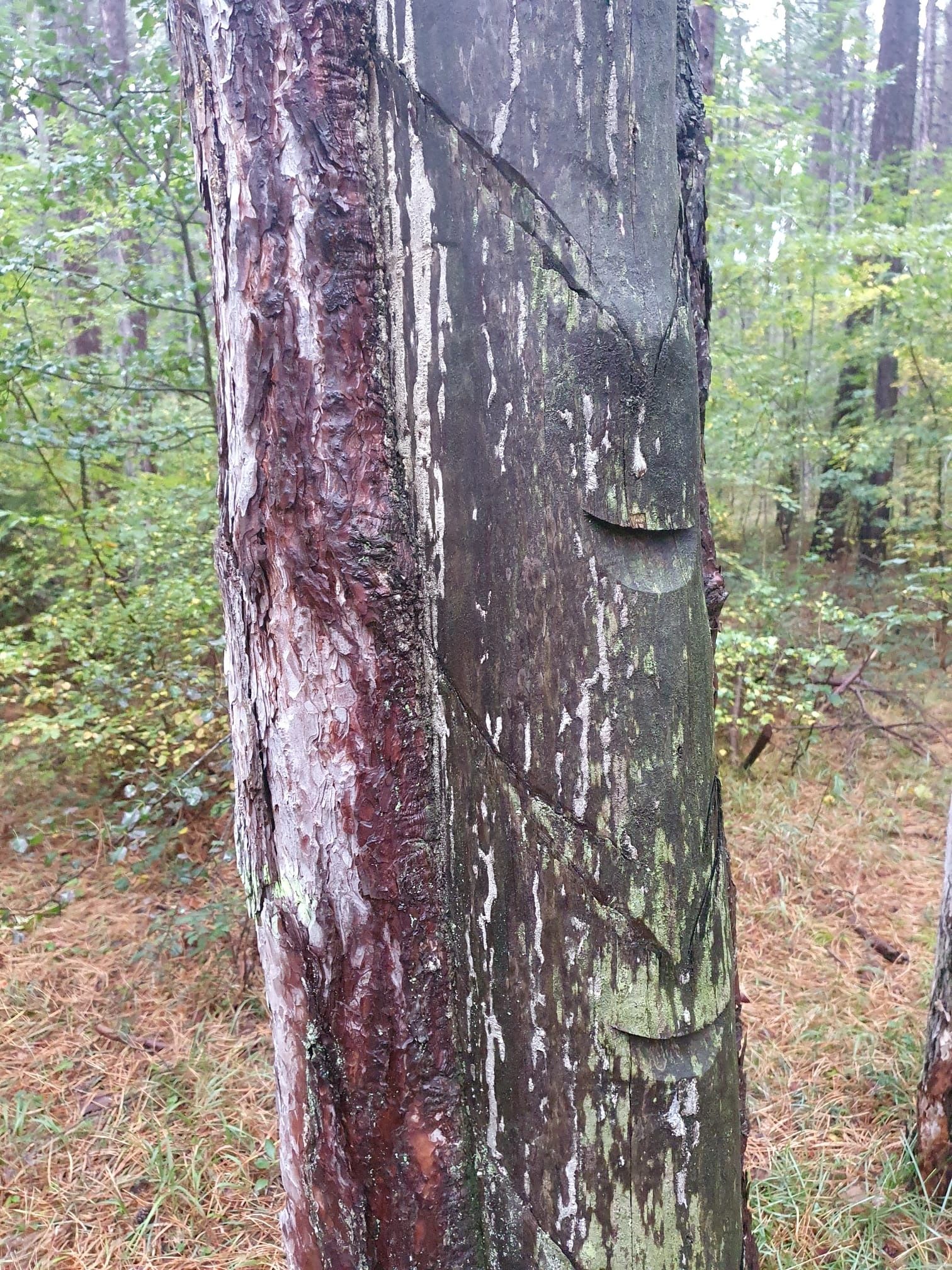 Strom po hoblování