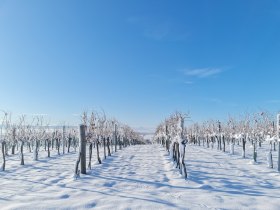 Winterwonderland, &copy; Donau Nieder&ouml;sterreich - Kamptal-Wagram-Tullner Donauraum