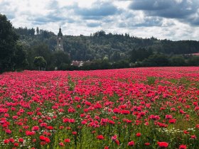 Opatstv&iacute; Zwettl, &copy; Dr. Markus Peham