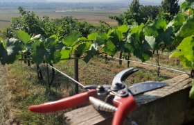 Organic farm Bauer, © Bauer Biohof