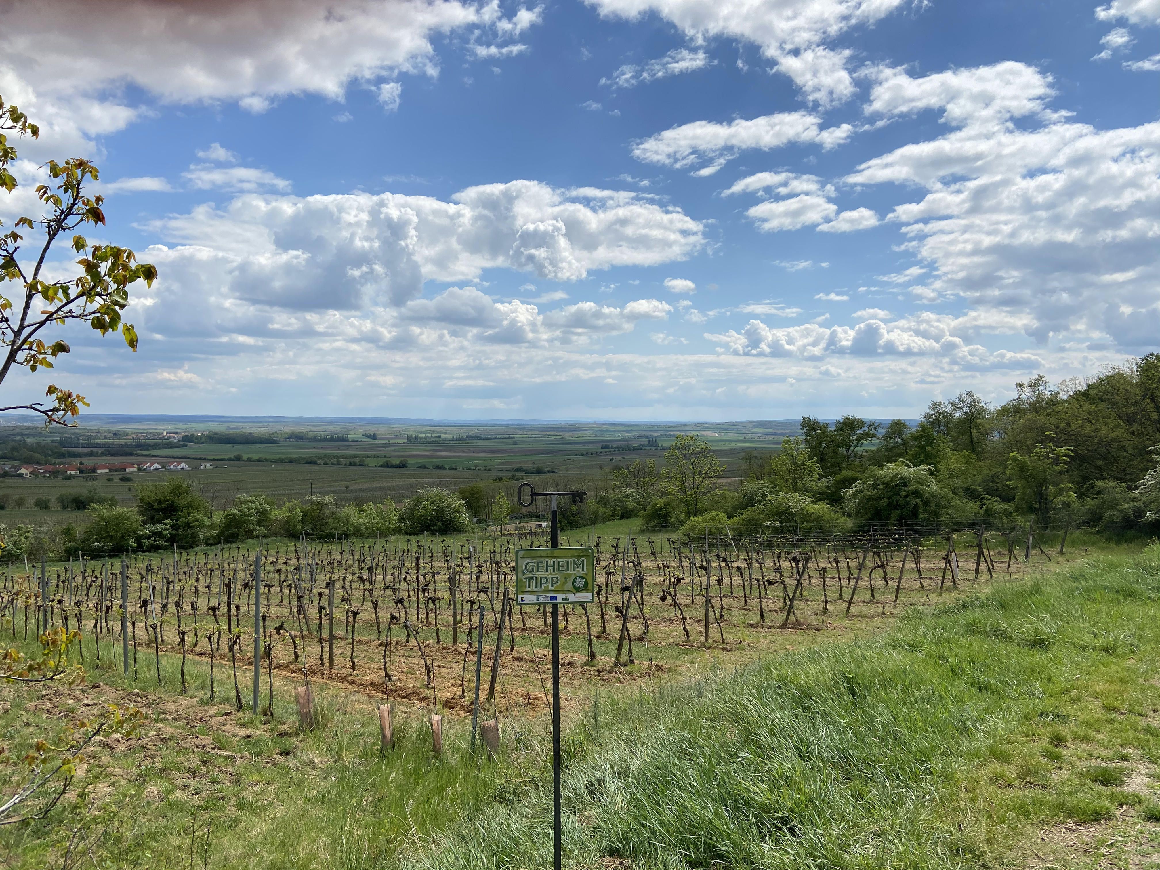Vinice ve Weinviertelu s širokým výhledem na krajinu, modrou oblohu a mraky.