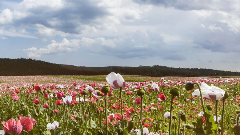 Waldviertel u makové vesnice Armschlagu, © Niederösterreich-Werbung/ M. Liebert