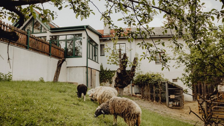 Inn with its own farm, &copy; Nieder&ouml;sterreich Werbung/Sophie Menegaldo