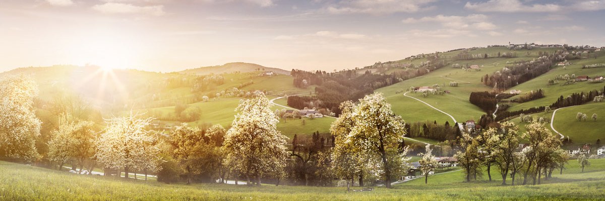 Bílé kvetoucí moře na Moststraße, © Niederösterreich-Werbung/Michael Liebert