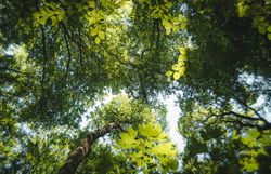 Ein sanfter Lichtstrahl bricht durch das dichte Blätterdach und taucht den Wald in ein magisches Grün. Die frische Luft ist erfüllt von dem Duft der Bäume und dem sanften Rascheln der Blätter, während die Natur in harmonischem Einklang pulsiert.