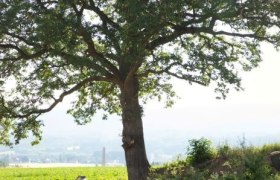 Hike past the Turkish oak, © Wiener Alpen/Fülöp