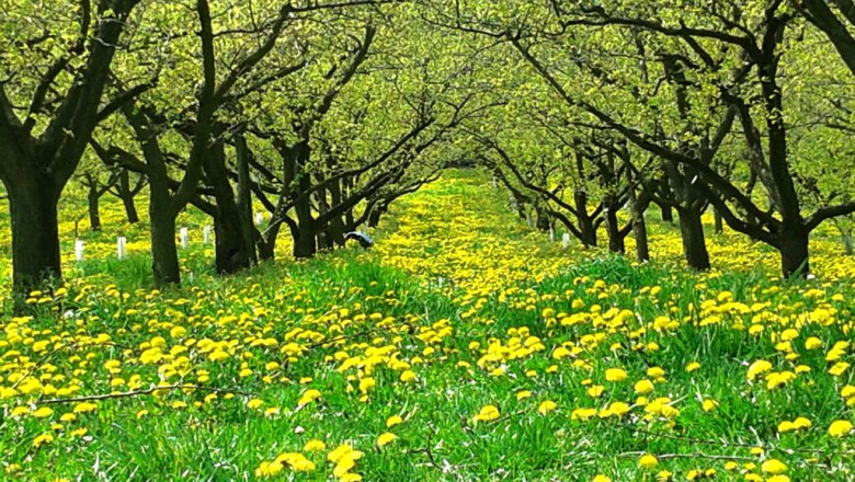 dandelion and apricot, © Landhaus Wachau