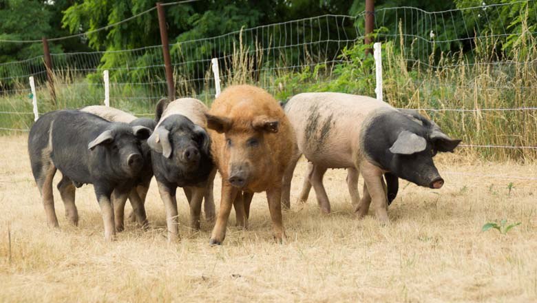 Pig pasture, © Biohof Hubicek