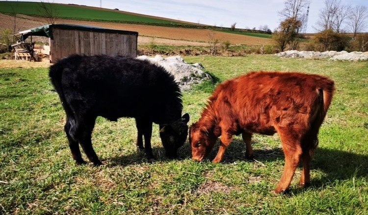 Finsterhof4, &copy; Camping Finsterhof