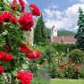 Roses in the monastery garden, © Hotel Richard Löwenherz