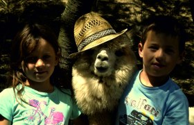 Alpakababy mit Hut, © Alpaka Freizeitpark