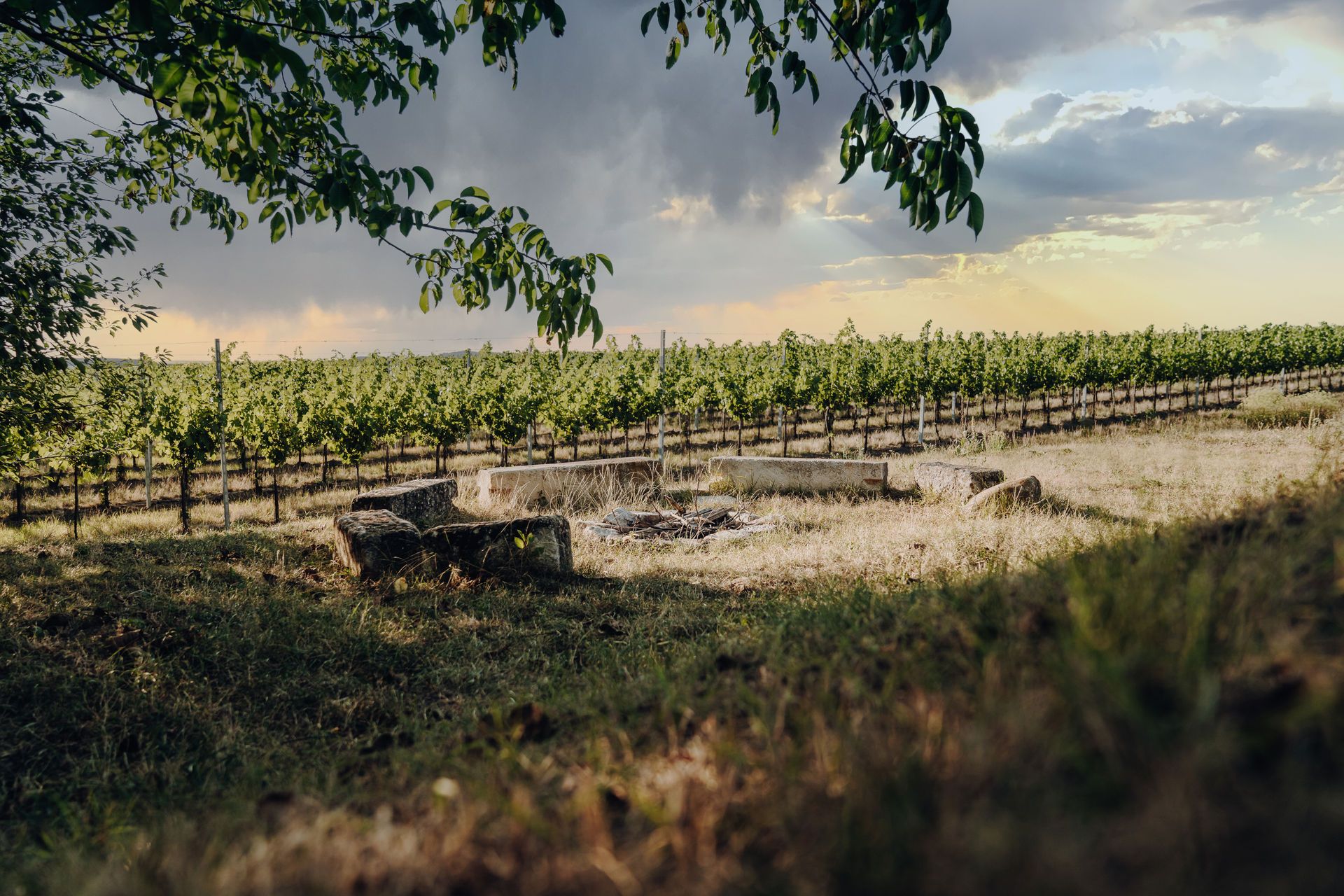 Tábořiště na louce před vinicí pod zataženou oblohou.