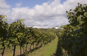 Vinařský podzim v Retzer Land, © Weinviertel Tourismus/Astrid Bartl